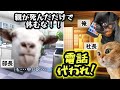 【スカッと猫ミーム】親の葬儀中に鬼電する上司。電話の相手が『亡き父の親友(社長)』だと知った結果… #猫ミーム