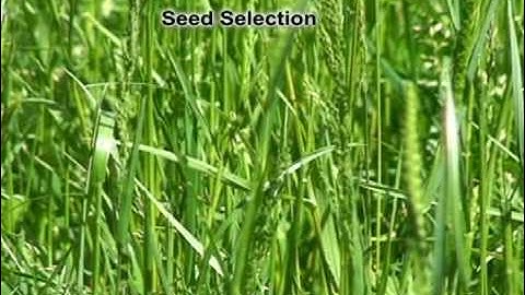 Over Seeding a Pasture