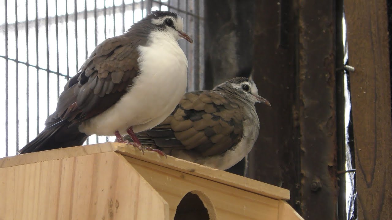 Tambourine dove (Izu Animal Kingdom, Shizuoka, Japan) March 17