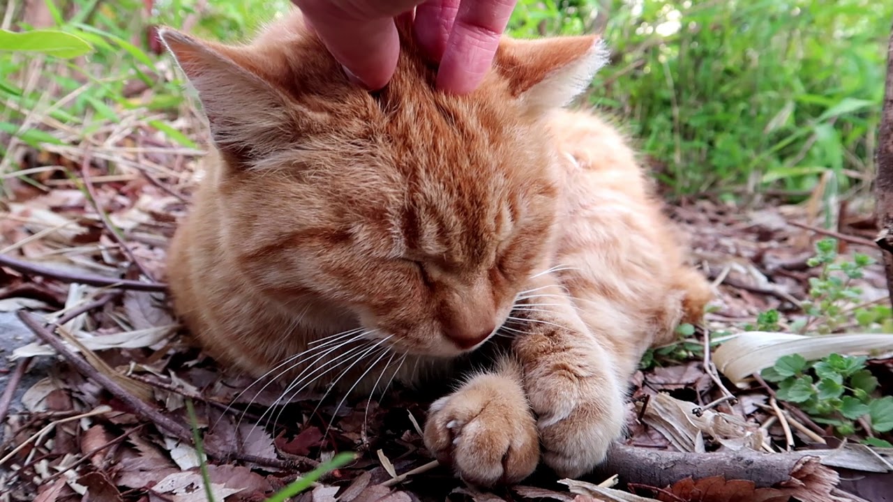 cat videos: wanderlust Tora 17 - When I'm sleepy... - Japanese cats on