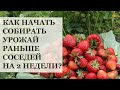 Как ускорить созревание земляники на 2-3 недели