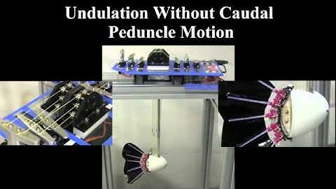 Robotic caudal fin motion and experimental towing system