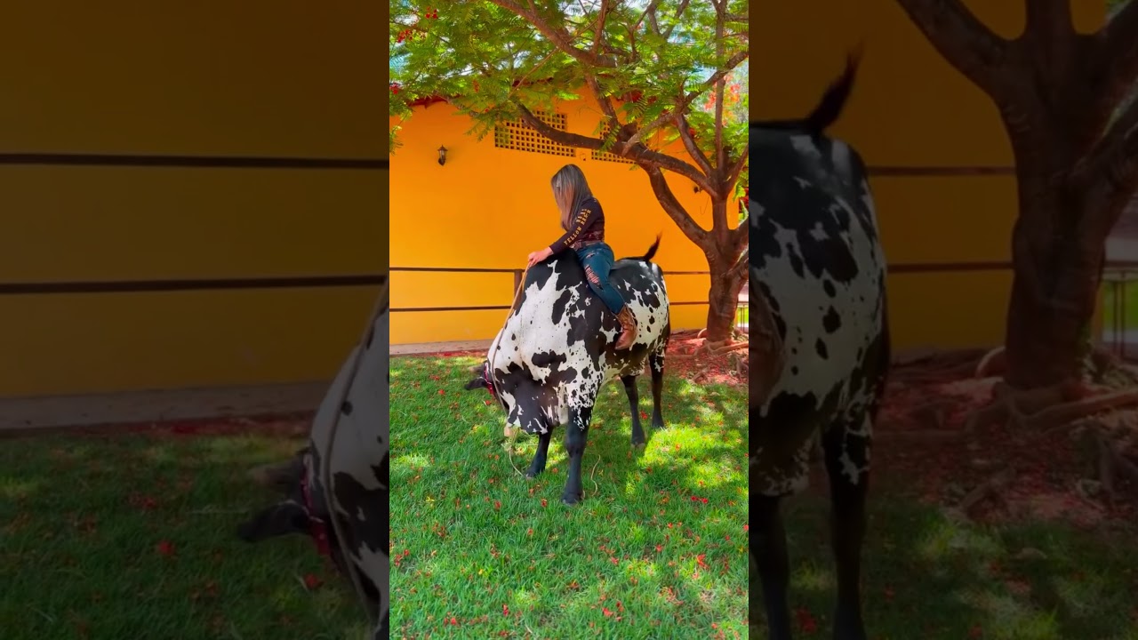 how to lay down bull to get off the bull