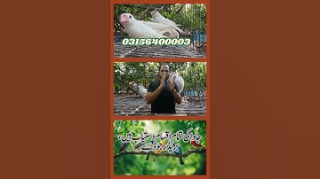 Fawn Sparrow Breeding tips , Java Sparrow , Java Finch , White Java , Silver Java