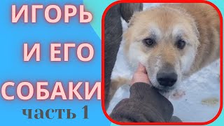 Игорь и его собаки  Часть первая