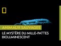 Comment le mille-pattes bioluminescent produit-il de la lumière ?