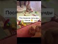 У кота перед глазами пролетели все 9 жизней #юмор #мем #котик