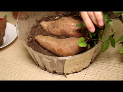 Видео: Проращивание батата – Когда и как начать выращивание батата