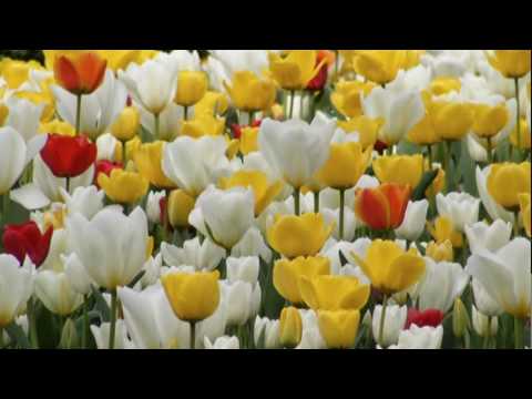 Spring - YouTube