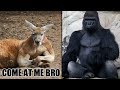Who Do You Think Is Stronger?  Animals With Incredible Strength From Around The World