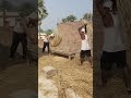 💪 "पसीने की हर बूंद से उगती है रोटी" #शॉर्ट्स वीडियो #trending