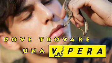 Quanti tipi di vipera ci sono in Italia?