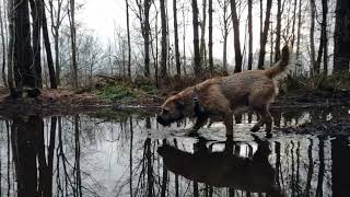 Beaver Terrier Woody in mijn vorige leven was ik misschien wel een bever by Border Terrier Tube (BTT) 272 views 2 months ago 1 minute, 20 seconds