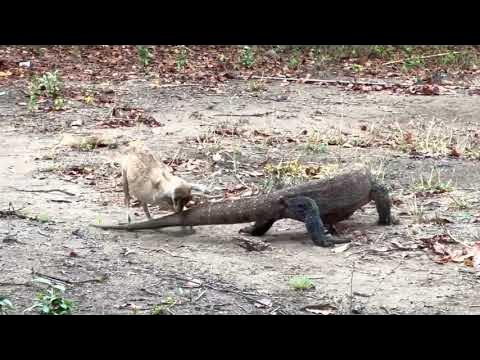 komodo dragon paralyze their prey using their tall - YouTube