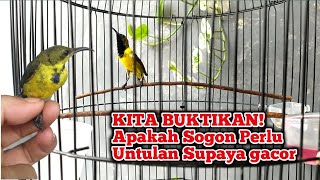 Do you need Untulan to play Sogon? Watch this video