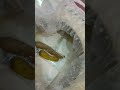 الجبنة الدمياطى القديمة المالك اطعم من المربى اكسبلور Shortvideo الجبنة الدمياطى القديمة المالك اطعم من المربى اكسبلور Shortvideo