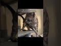 CATS GOING CRAZYY  #youtubeshorts #shortsads #quicktips #shortstiktok #trending #viral #youtuber