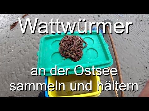 Video: Wann Wattwürmer fangen?