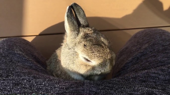 庭の芝生で雑草を食べる野うさぎ Youtube 庭の芝生で雑草を食べる野うさぎ Youtube