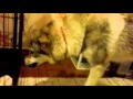 Чехословацкая волчья собака(Влчак)Бали