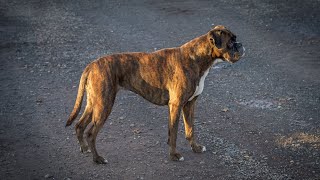 Understanding Boxer Health from Puppy to Senior by Doggoland USA 43 views 2 weeks ago 4 minutes, 46 seconds