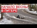 В #Питер пришла #весна! :) Прилетели грачи, чирикают воробьи, голуби купаются в лужах | март 2024