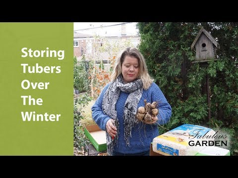 Storing Tubers Over The Winter