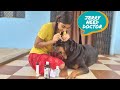 Jerry needs medical check up|| dog deworming