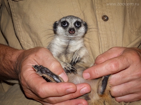 Жизнь и необыкновенные приключения домашнего суриката Пряни! The story of our home meerkat.