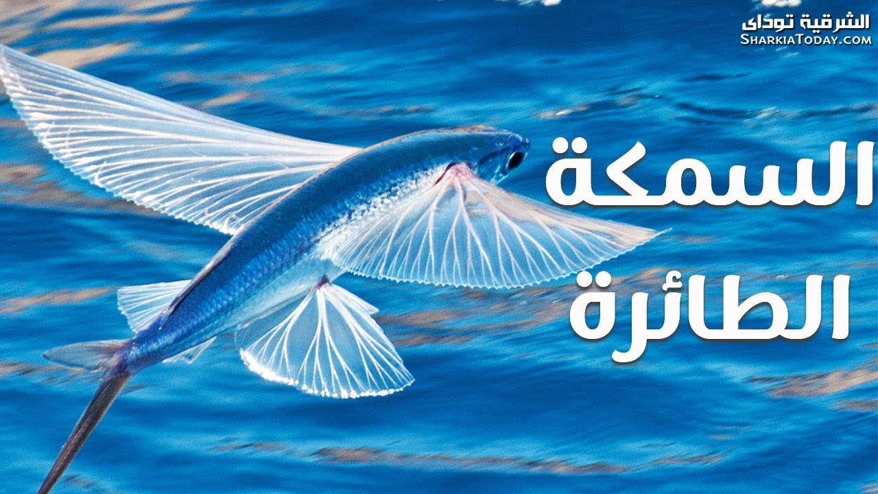 10 من أغرب وسائل الدفاع عند الحيوانات..!!