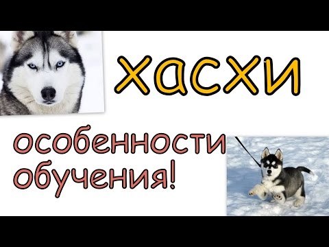 Хасхи Особенности обучения и дрессировки породы. Особенности характера хасхи