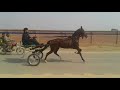 Shahid gujjar horse racefsd