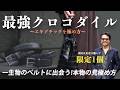 【一生モノ】10年以上使えるクロコダイルベルト。最高級の素材と削り出しバックルが宿す本物の気品