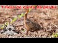 1 hora do canto da perdiz - sons do campo