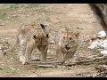Lion Breeding and Care at the National Zoo