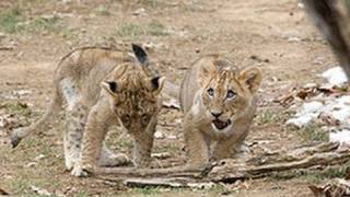 Behind the Scenes with the National Zoo's Lion Cubs