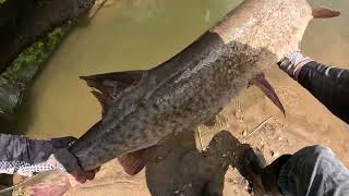 Creek MONSTER?! My biggest fish of my life! 47+ inch Musky!