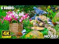 CAT TV NO ADS 😻 Get Up Close and Personal with Mini-Squirrels 🐿️🌿 4K CAT TV ENTERTAIN YOUR CAT