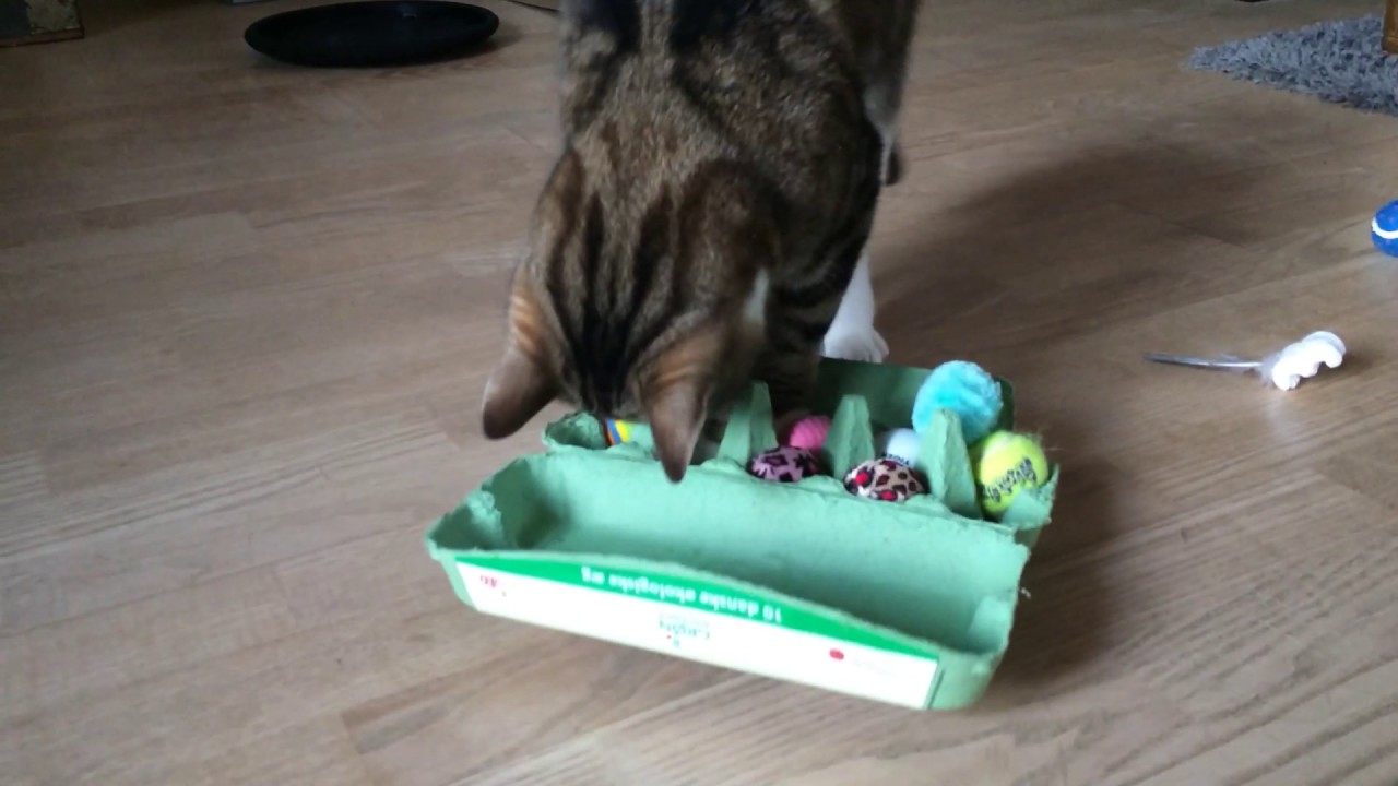 DIY cat activity toy YouTube