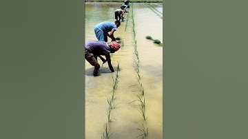 How Skip Row Transplanting done In paddy? #shorts