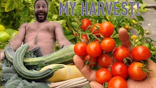 Harvesting Vegetables From My Garden | Primal Survivor