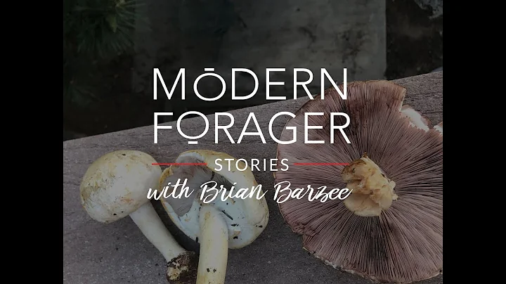 Modern Forager Stories with Brian Barzee