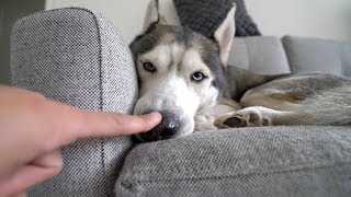 Booped my dog's snoot too many times.. Booped my dog's snoot too many times..