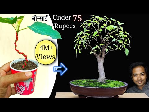 How to make bonsai tree at home under 75 rupees | Easy but Best bonsai for beginners