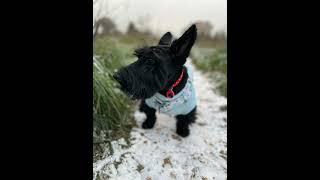 EP 34: Blog on the Go | A Scottie Snow Ball by London Scottie Club 89 views 3 months ago 2 minutes, 33 seconds