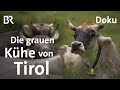 Alpen-Rinder - Die Grauen und die Roten | Doku | Unter unserem Himmel | BR  | Kühe | Landwirtschaft