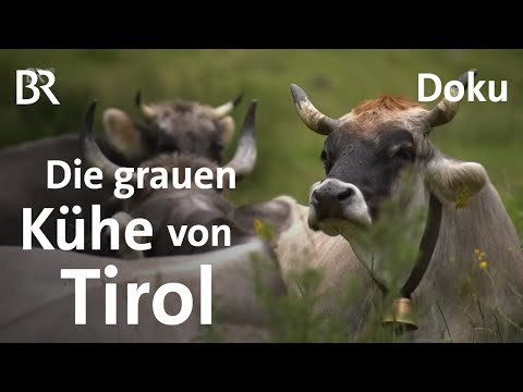 Video: Vergiftete Feder. Teil 6. Schlussfolgerungen