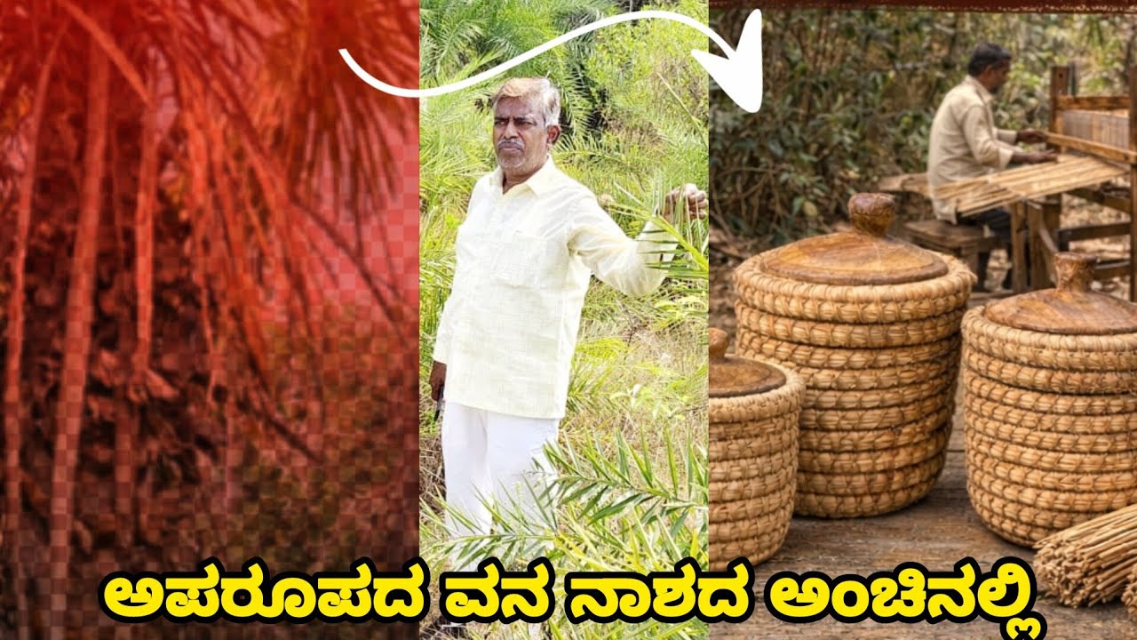 ಈಚಲು ವನ ನಾಶವಾಗುತ್ತಿದೆ | ಜಿಲ್ಲಾಡಳಿತ ಮೌನ ಯಾಕೆ? ಉಮೇಶ್ ಮುದ್ನಾಳ್ ಆಗ್ರಹ