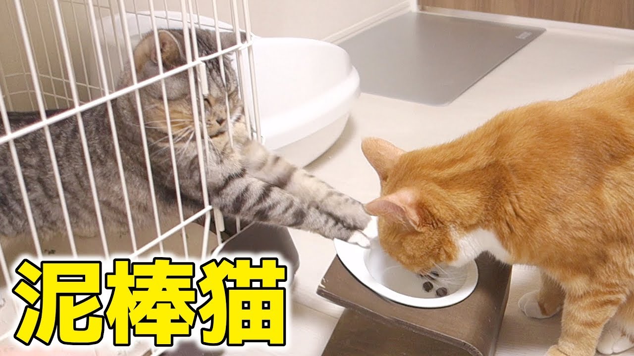 猫が前足でちょいちょいするのはどうして しぐさに隠された猫の気持ちを読み取ろう Mofmo