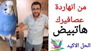 لماذا لا تبيض انثى البادجى؟ الاسباب والحل